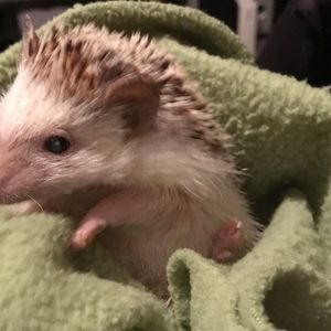 Meet your Posher, Abby